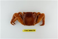 藏品(白紋方蟹)的圖片